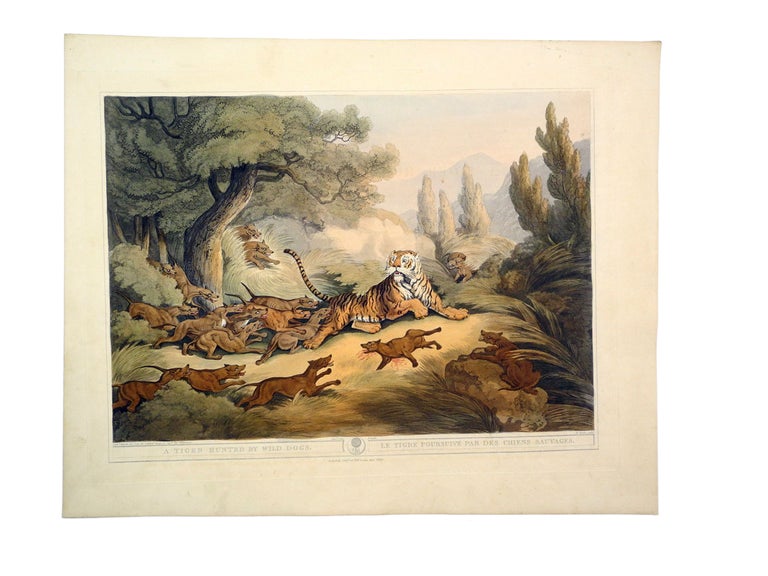 Item #006388 ORIENTAL FIELD SPORTS; Tiger Hunted by Wild Dogs. Williamson T.