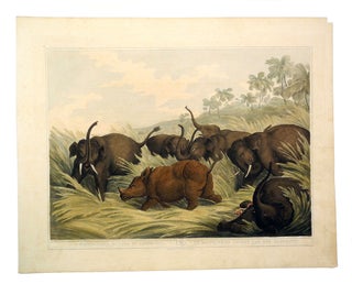 Item #006389 ORIENTAL FIELD SPORTS; A Rhinoceros Hunted by Elephants. Williamson T