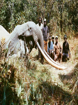 KOTA GOMBE; The Story of Marc Pechenart, Wilderness Explorer and Big-Game Hunter.