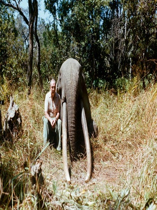 KOTA GOMBE; The Story of Marc Pechenart, Wilderness Explorer and Big-Game Hunter.